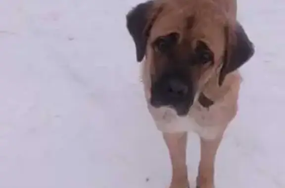 Найдена собака, Бабяково, фото: Собаки найдены: Лесная ул., 55, Бабяково