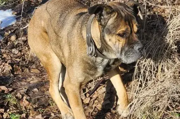 Найдена собака, Гулькевичи, фото: Собака найдена: Гулькевичи, Западный 2