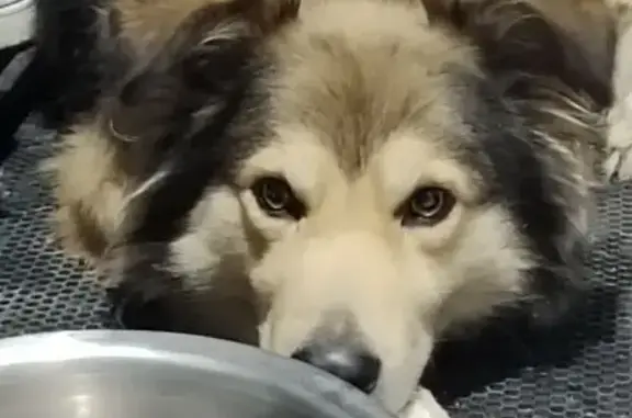 Объявления о пропавших и найденных животных, Балаково, фото: Собака найдена в Балаково, Саратовская обл.