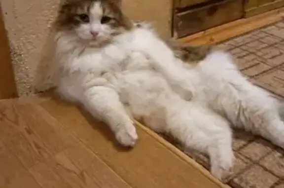 Пропал кот, ул. Минина 17, Н. Новгород - photo