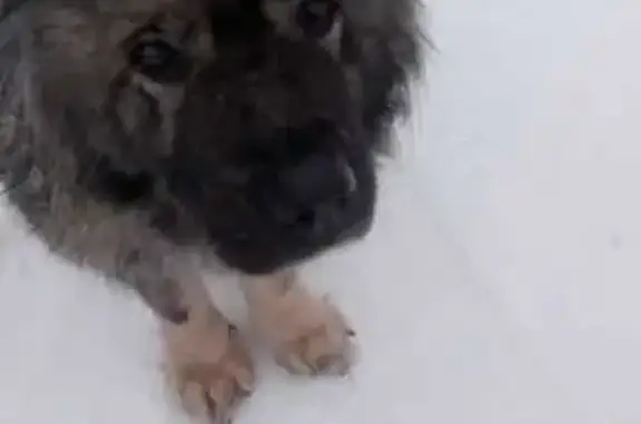 Найдена собака, Бабяково, фото: Собаки найдены: Лесная, 55, Бабяково