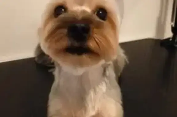 Собаки потеряшки, Северск, фото: Потеряшка собака, ул. Славского, 20Б, Северск