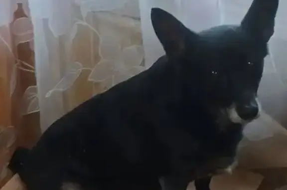 Пропала собака, Театральная ул., Энгельс - photo