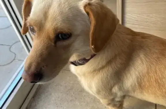 Найдена собака, Краснодар, фото: Найдена собака, Краснодар, Железнодорожная 18