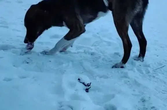 Найдена собака, Красноярск, фото: Собака найдена: Фруктовая, 3, Красноярск