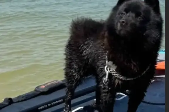 Пропала собака: Малаховская, 35, Тула - photo