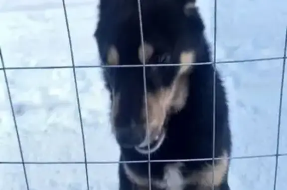 Найдена собака, ул. Баженова, 70, Калининград - photo