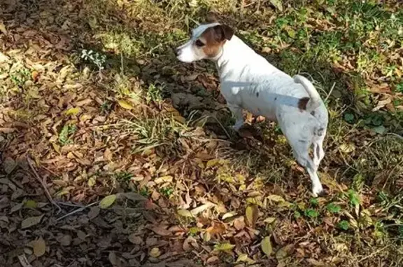 Собаки потеряшки, Оренбург, фото: Потеряшка собака, Пролетарская 261, Оренбург