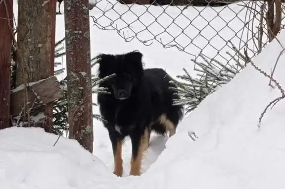 Пропала собака в СНТ 