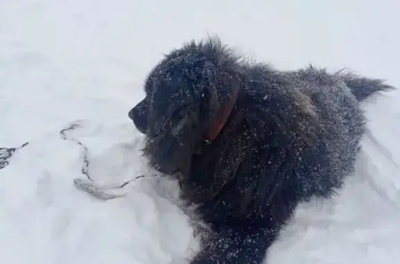 Найдена собака, Йошкар-Ола, фото: Собака найдена: Советская ул., Йошкар-Ола