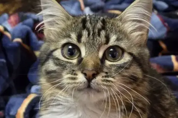 Найдена кошка, Поворино, фото: Найдена кошка на Содовой 29, Поворино