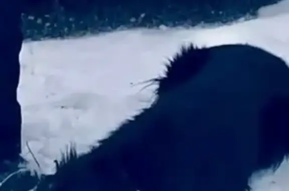 Пропала собака, Интернациональная 22, Тамбов - photo