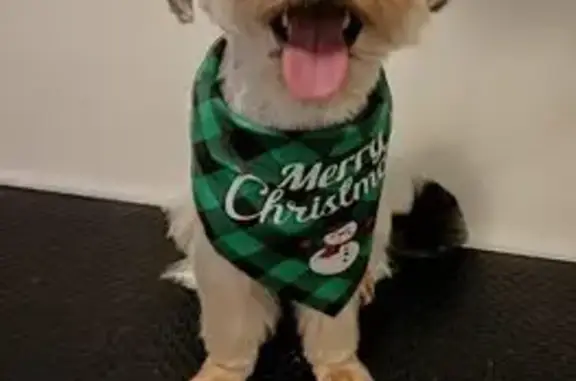 Собаки потеряшки, Северск, фото: Потеряшка собака в Северске, Томская обл.