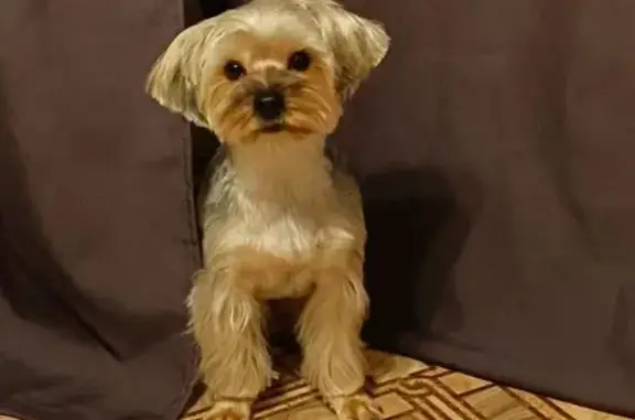 Пропала собака в Северске, Томская обл. - photo