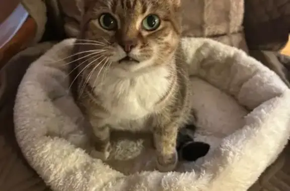 Пропала кошка, ул. Говорова 125, Одинцово - photo