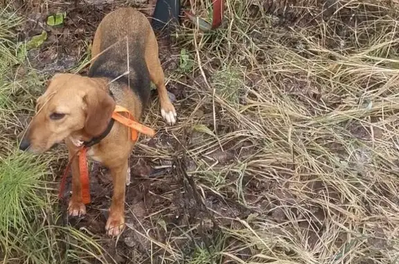 Пропала собака, Лесная ул. 48, Анисимово - photo