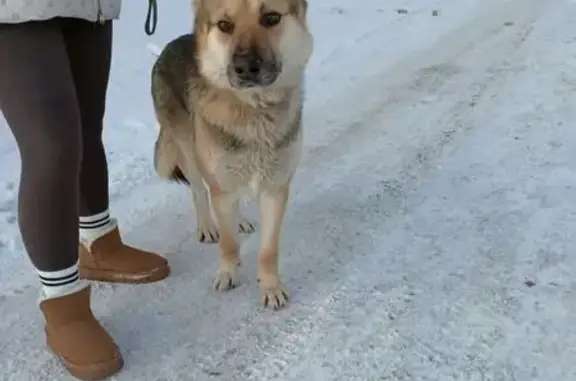 Найдена собака, Новосибирск, фото: Собака найдена: ул. Станционная, Новосибирск