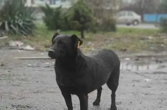 Пропала собака, Бургасская ул., Краснодар - photo