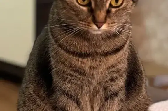 Пропала кошка, Орловская 3, Брянск - photo