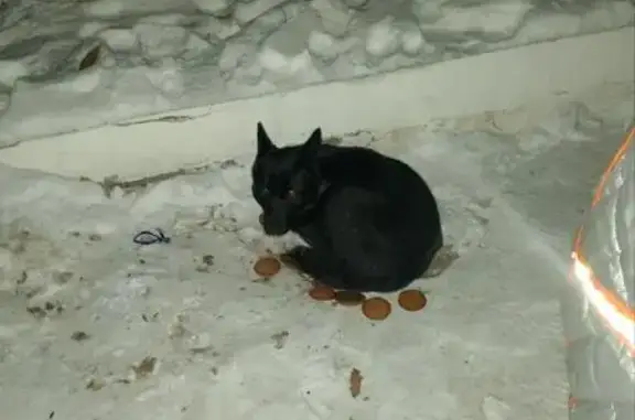 Найдена собака, Чита, фото: Найдена собака, Мкр. Северный, д. 73, Чита