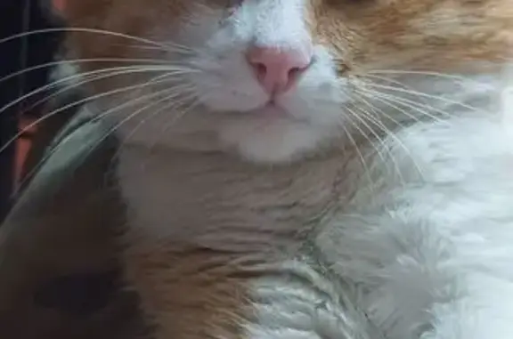 Пропала кошка, Волжский, Волгоградская обл. - photo