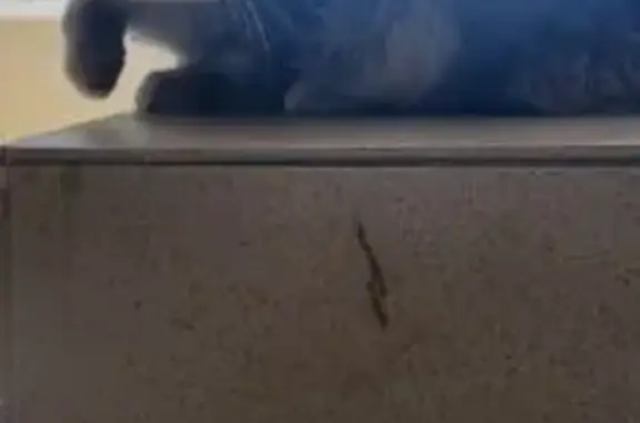 Найдена кошка, Краснодар, фото: Найдена серая кошка, ул. Сорока, Краснодар