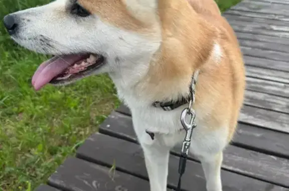 Пропала собака, Ярославль, обл. - photo