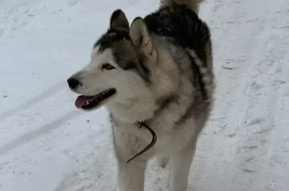 Найдена собака, Саратов, фото: Собака найдена: Саратов, 4-й Лагерный