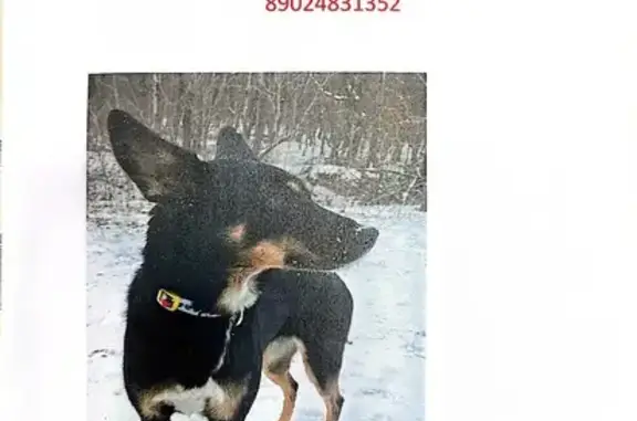 Пропала собака, ул. Каплунова 8, Владивосток - photo