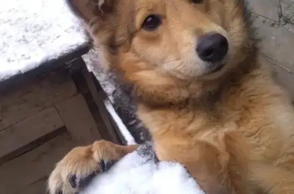 Пропала собака, Ржевская 79, Екатеринбург - photo