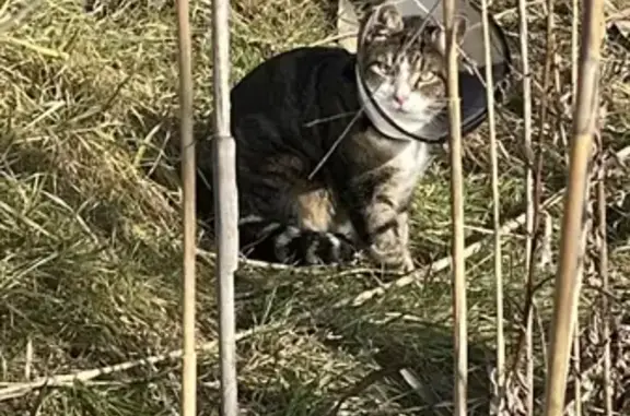 Найдена кошка, Краснодар, фото: Кошка найдена на Пиренейской, 10, Краснодар