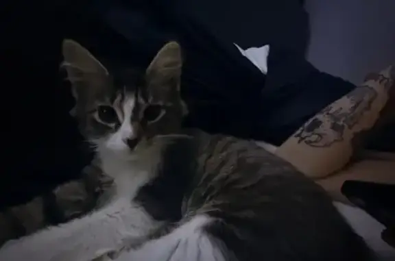 Пропала кошка, Олимпийская ул, 21, Кировск - photo