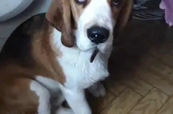 Пропала собака, ул. Красный Октябрь, 71 - photo