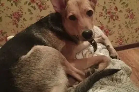 Объявления о пропавших и найденных животных, Воркута, фото: Найдена немецкая овчарка, Шерстнева 14А