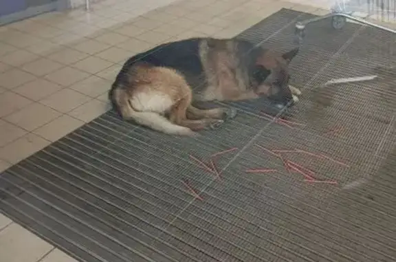 Объявления о пропавших и найденных животных, Волгоград, фото: Овчарка у ТЦ Лента, Университетский 2