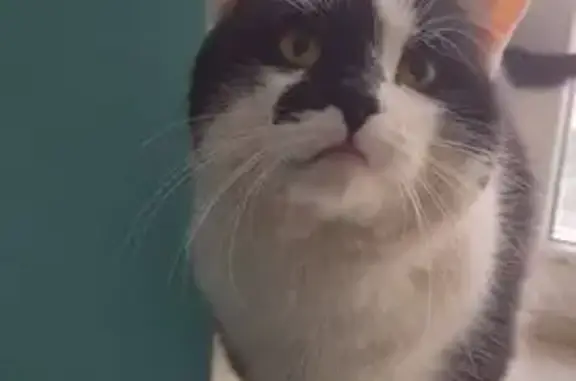 Найденные животные Оренбург, фото: Кошка найдена, ул. Братьев Башиловых 15/6