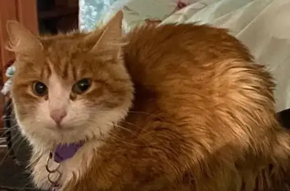 Кошки потеряшки, Березники, фото: Потеряшка кошка, ул. Мира 120, Березники