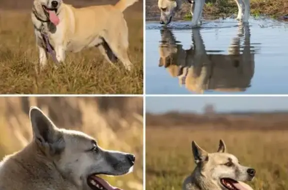 Пропала собака в Ивлево, МО - photo