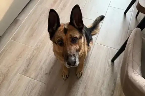 Найдена собака, Новая Бинарадка, фото: Найдена овчарка, Ватутина 93/1, НСК