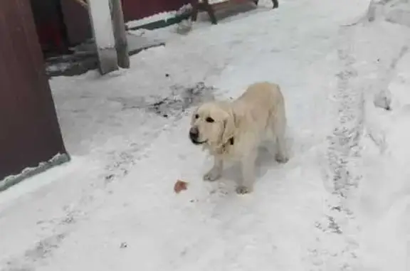 Найдена собака, Боровково, фото: Золотистый ретривер найден у кафе Томь