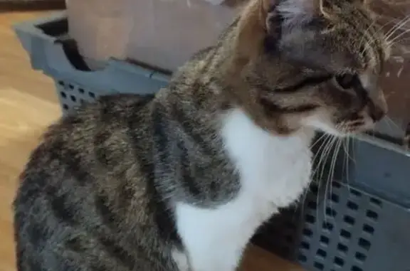 Найдена кошка, Пенза, фото: Кошка найдена на ул. Металлистов, 1А