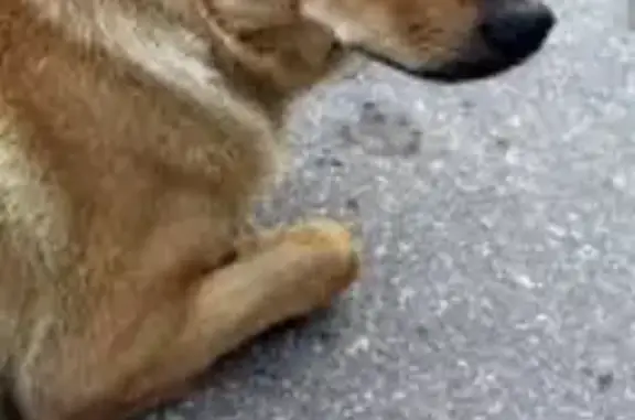 Пропала собака на ул. Фрунзе, 40, Лукино - photo