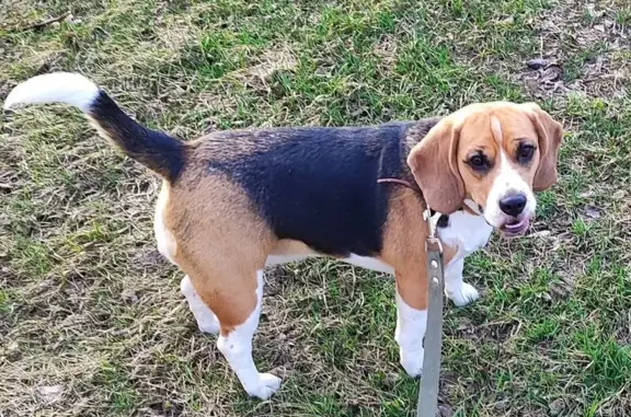 Пропала бигль, ул. Ковпака, Унеча - photo