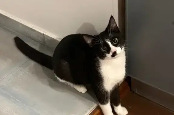 Пропала кошка, ул. А. Коваля, 22Б, Казань - photo