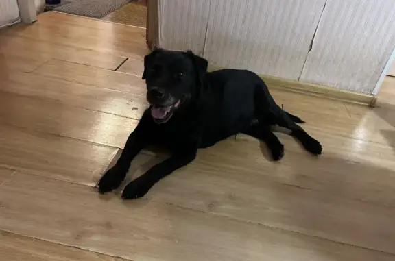 Найдена собака, Кемерово, фото: Лабрадор найден: Ноградская ул., Кемерово