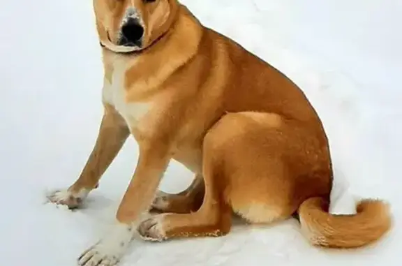 Пропала собака, СНТ Строитель 4, Липецк - photo