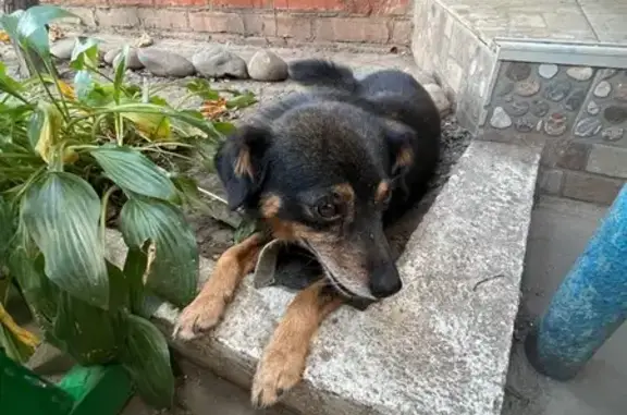 Пропала собака, Олимпийский пер., 23 - photo