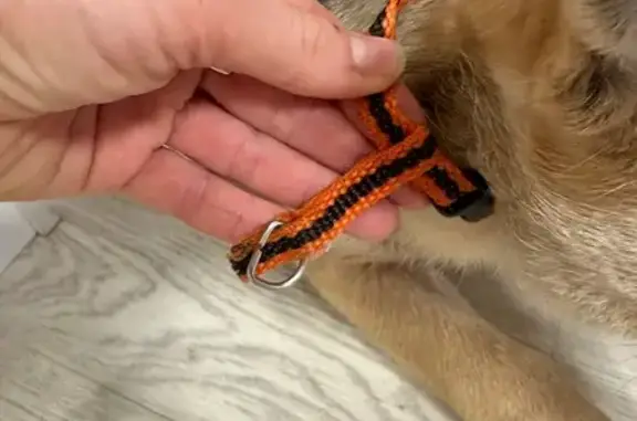 Найдена собака, Саранск, фото: Собака найдена на Сущинского, 20, Саранск