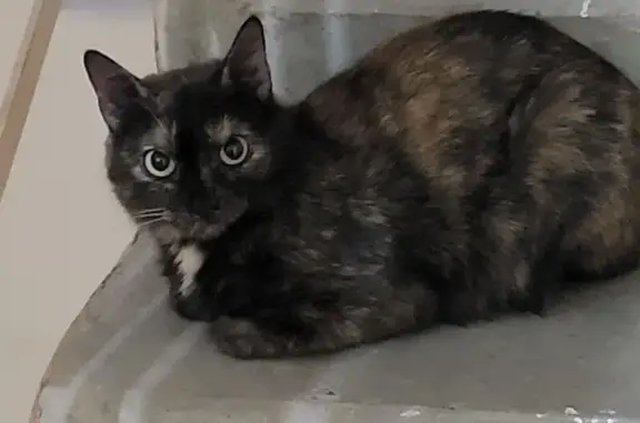 Найдена кошка, Ижевск, фото: Найдена кошка, ул. Степана Разина, 45