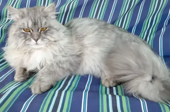 Пропала кошка, пл. Ленина 8, Калач - photo